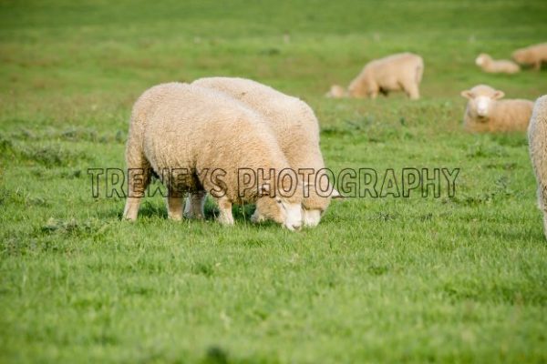 TBS-0262.jpg - Trewey's Photography